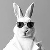 Логотип телеграм канала @thewhiterabbitvpn — The White Rabbit