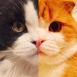 Логотип телеграм канала @thisfuncat — thisfuncat