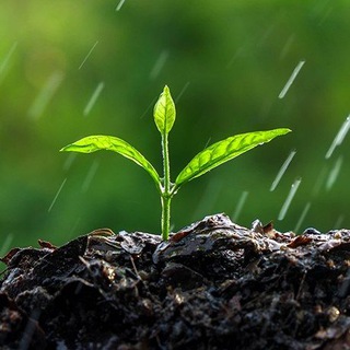Telegram channel 𝐏𝐞𝐭𝐫𝐢𝐜𝐡𝐨𝐫🌱 logo