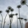 Логотип телеграм канала @thisspringdiary — наблюдая лето