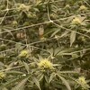Logo of telegram channel thraxlaexoticdistro — OHBFARMS CALIFORNIA