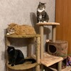 Логотип телеграм канала @threecaaats — Три котЭ