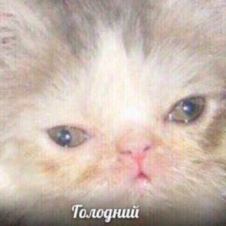 Логотип телеграм канала @ti_molodec — Ты молодец