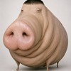 Логотип телеграм канала @ti4ik — Розыгрыши СВИНА🐖