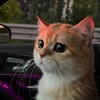 Логотип телеграм канала @ti_kkkotik — ты