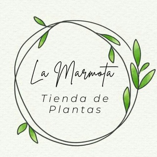 Logotipo del canal de telegramas tiendaplantas - Tienda de Plantas 🌱