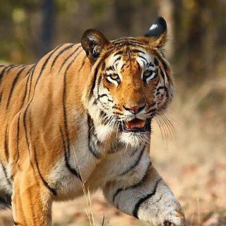 टेलीग्राम चैनल का लोगो tiger_special_production — Tiger special