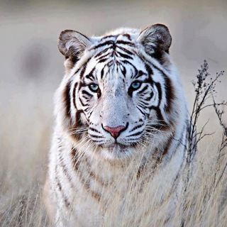 Logo des Telegrammkanals tigerbambi1111 - Tigerbambi