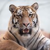 टेलीग्राम चैनल का लोगो tigercallingipl — VARDAN THE FIXXER 💸🏆