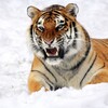 Логотип телеграм канала @tigerh0use — Логово Тигра