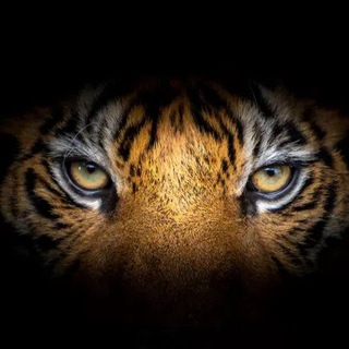 Логотип телеграм канала @tigerpath — По следам тигра 👣