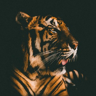 Логотип телеграм канала @tigerrrmuz — TIGER.MUZ🔥🐯🔥