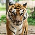 Telegram channel TIGER. SATTA. KING. राधे. राधे. जी🙏🙏🙏🙏🙏 logo