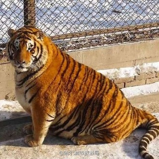 Логотип телеграм канала @tigertravel — TigerTravel