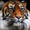 Logo of telegram channel tigrinhoprono — TIGRINHO PRONO