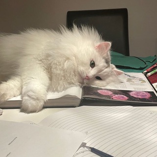 Telegram channel ты logo