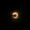 Логотип телеграм канала @tiinymoon — Little Moon