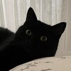 Логотип телеграм канала @tilubishkotikov — Привет, котик