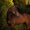 Логотип телеграм канала @tim_vladis — Horses for Sale