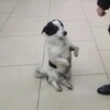 Логотип телеграм канала @timashevskk — Ищу тебя | Тимашевск поиск животных Тимашевска потеряшки