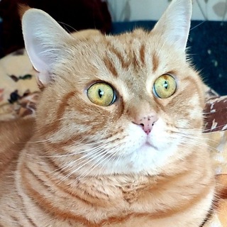 Логотип телеграм канала @timateamru — ВидеоОткрытки от рыжего кота Тимофея