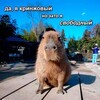 Логотип телеграм канала @tinesigma — LiterallyME | для чайников