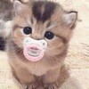 Логотип телеграм канала @tiny_kitties — Крошечные и очень милые котята