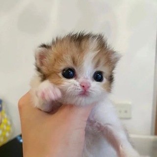 Логотип телеграм канала @tinycatss — крохи