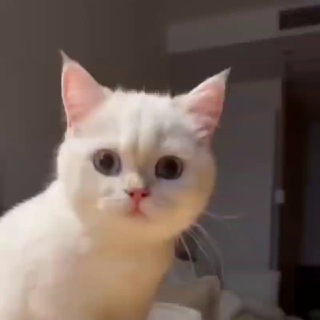 Логотип телеграм канала @tipicch — Tipicch