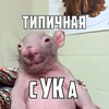 Логотип телеграм канала @tipichnayasuka — Типичная сУКа