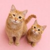 Логотип телеграм канала @tisha_cat2023 — Tisha_cat🐈🌷🐈