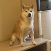 Логотип телеграм канала @tixer0k — Тихий нос