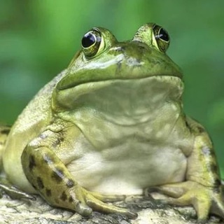 Логотип телеграм канала @toadschannel — Toads