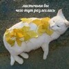 Логотип телеграм канала @toffee857 — Тофф сладкоежка🚫
