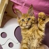 Логотип телеграм канала @togetherninelives — Питомник Мейнкунов Togetherninelives