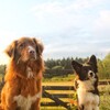 Логотип телеграм канала @toller_bkpap — let’s run together?