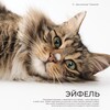 Логотип телеграм канала @tomasina_cat_irk — Томасина_cat