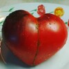 Логотип телеграм канала @tomatoseme — Томатосемена tomato.semena