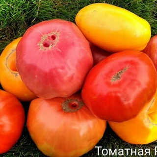 Логотип телеграм канала @tomatpomidor — Томатная Радуга