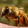Логотип телеграм канала @tomskiepchelovodu — Томские пчеловоды!