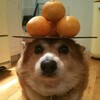 Логотип телеграм канала @ton2kyc — 🍊 Один из сотен Crypto-каналов в твоей ленте