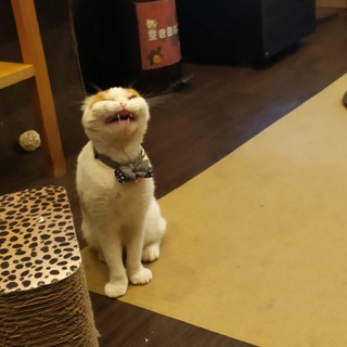 Логотип телеграм канала @tondemonaiyatsu — Будни унылой понаехавшей