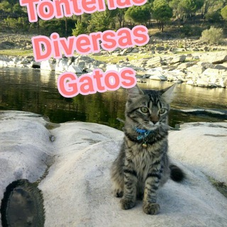 Logotipo del canal de telegramas tonteriasdiversasgatos - Tonterias varias gatos 😹 Cats