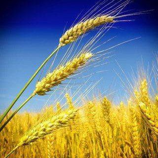 Логотип телеграм канала @top_profitable — Мнение - новостной хаб.