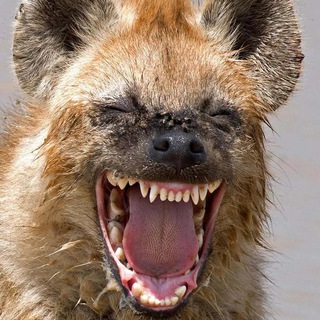 Логотип телеграм канала @topecz — Топчик