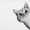 Логотип телеграм канала @topiccat — ТОПиК - Тут Открытки, Поздравления и Котики