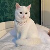 Логотип телеграм канала @topicsforyou1 — 🫶|темы и языки|🫶