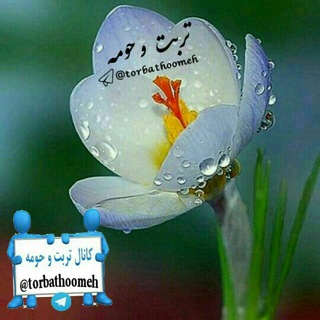 لوگوی کانال تلگرام torbathoomeh — 🌹کانال تربت حومه🌹