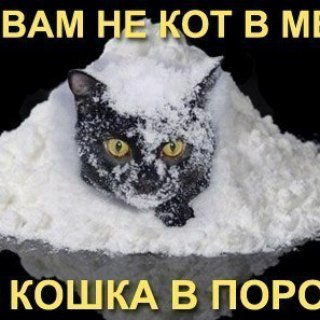 Логотип телеграм канала @torchki_durachki — Торчки-Дурачки