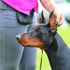 Логотип телеграм канала @toridoberman — The Doberman Tori🤍